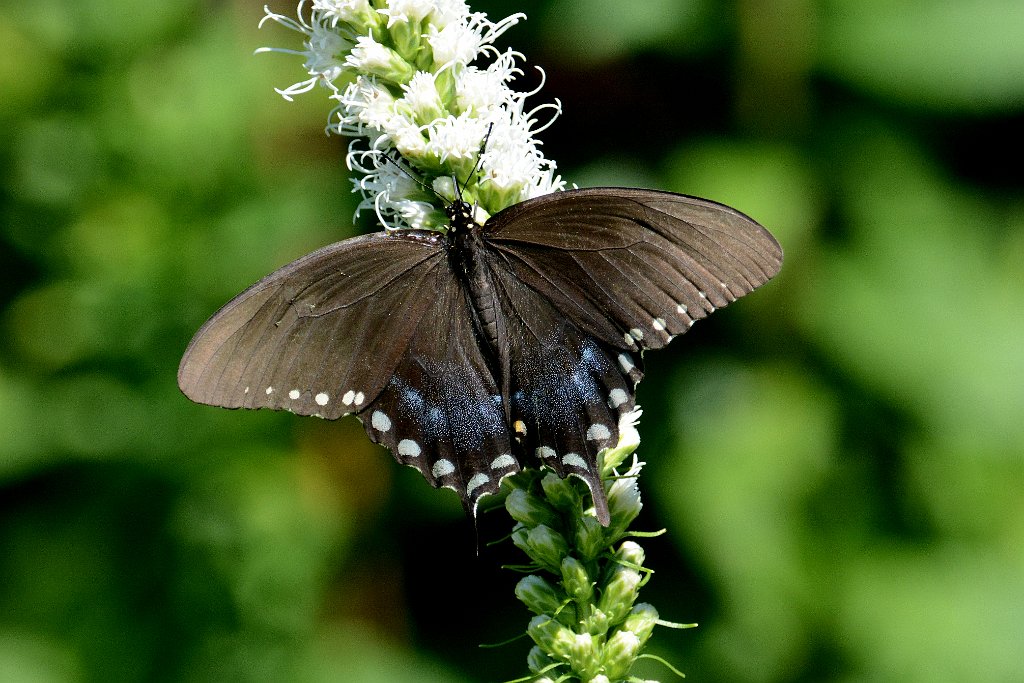 168 2013-07305010 Wachusett Meadow Wildlife Refuge, MA.JPG - Spicebush Swallowtail (Papilo troilus). Wachusett Meadow Wildlife Refuge, Princeton, MA, 7-30-2013